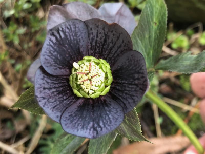 helleborus-slaty2.jpg