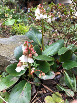 bergenia-emeiensi1.jpg