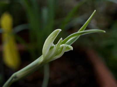 galanthus-narwhal1.jpg