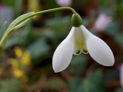 galanthus-cliff-curtis1.jpg