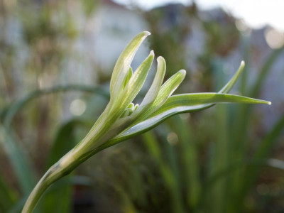 galanthus-narwhal2.jpg