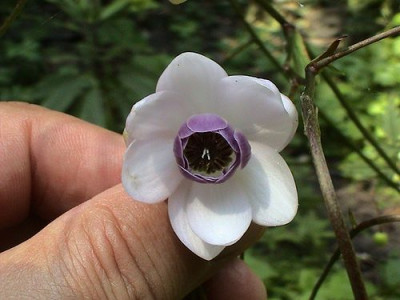 Deinanthe_caerulea.jpg