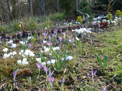 2019-03-17 Birkenhain 10.jpg