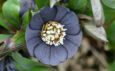h.taubenblau.jpg