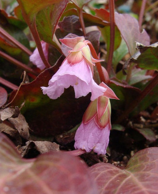 Shortia galacifolia19.jpg