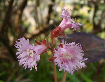 Shortia soldanelloides.jpg