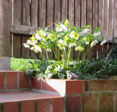 Helleborus_1.jpg