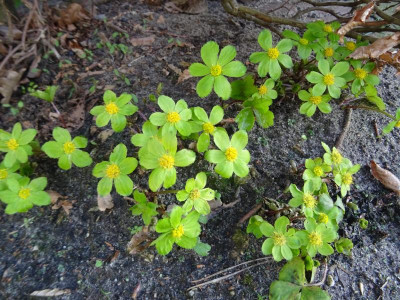 Hacquetia epipactis März 2019.JPG