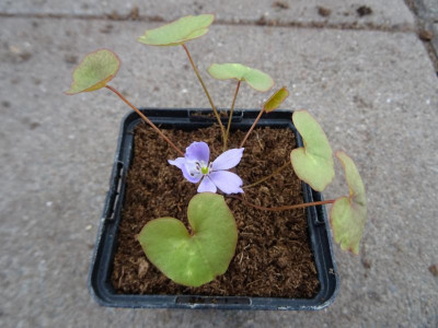 Jeffersonia dubia März 2019.JPG
