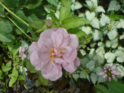 lavender_pinocchio_2_07.JPG