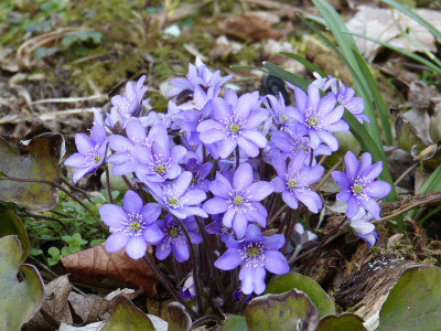 2019-03-20 Hepatica nobilis.jpg