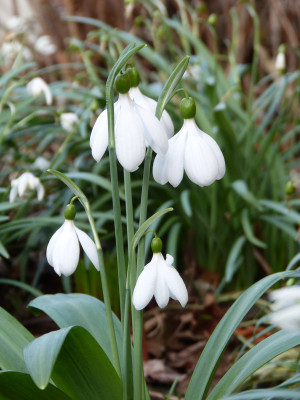 2019-03-20 Galanthus 'E. A. Bowles'.jpg