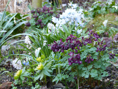 2019-03-20 Corydalis 1.jpg
