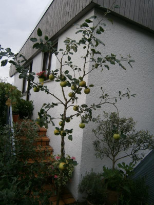 Gravensteiner 001.JPG
