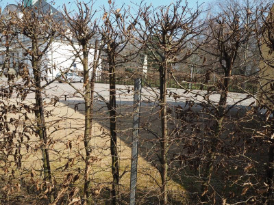 Hecke 21.3.19 ue.JPG