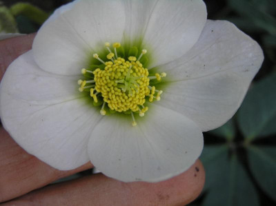 Helleborus März 2019 005.JPG