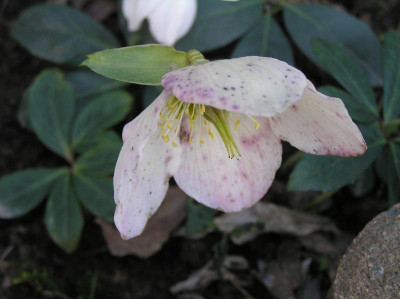 Helleborus März 2019 009.JPG