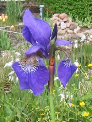 iris_sibirica_blue_king.jpg