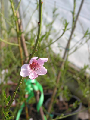 Helleborus März 2019 013.JPG