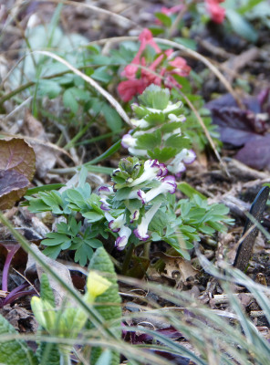 2019-03-21 Corydalis  'Advocet'.jpg