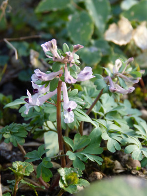 2019-03-21 Corydalis integra.jpg