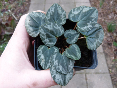 2019-03-21 Cyclamen.jpg