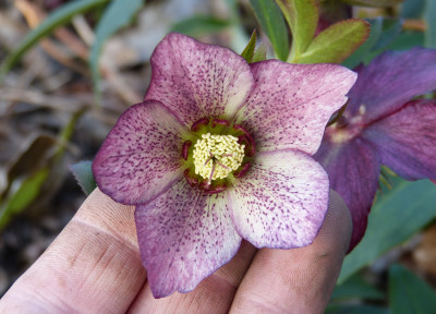 2019-03-21 Helleborus x hybridus 1.jpg