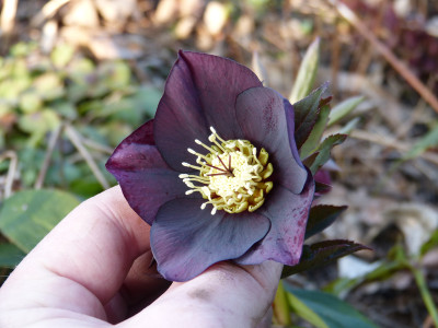 2019-03-21 Helleborus x hybridus 2.jpg