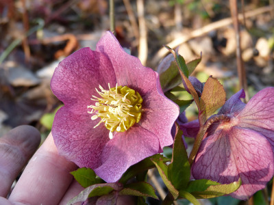 2019-03-21 Helleborus x hybridus 3.jpg