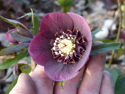 2019-03-21 Helleborus x hybridus 4.jpg