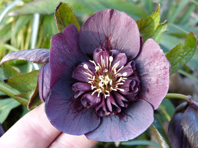 2019-03-21 Helleborus x hybridus 5.jpg