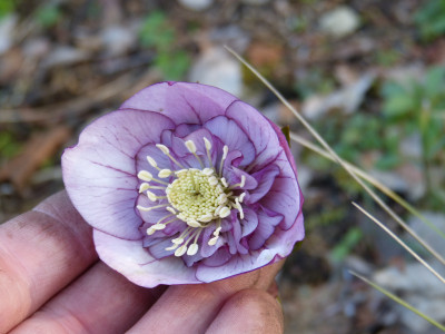 2019-03-21 Helleborus x hybridus 6.jpg