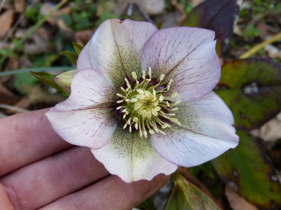 2019-03-21 Helleborus x hybridus 7.jpg