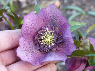 2019-03-21 Helleborus x hybridus 8.jpg