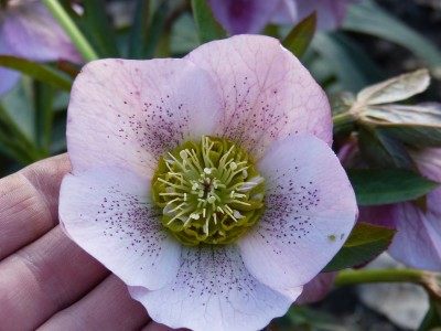 2019-03-21 Helleborus x hybridus 9.jpg