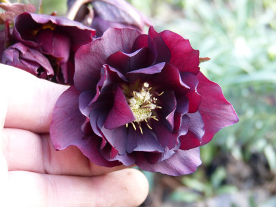 2019-03-21 Helleborus x hybridus 10.jpg