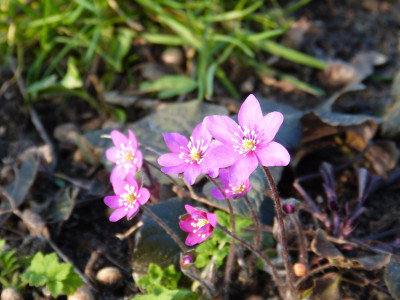 2019-03-21 Hepatica 'Woodside Red'.jpg
