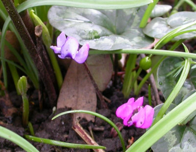 lila Cyclamen coum 17.3.19.jpg