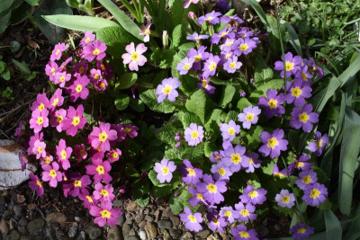 märz 19 blüten 019.JPG