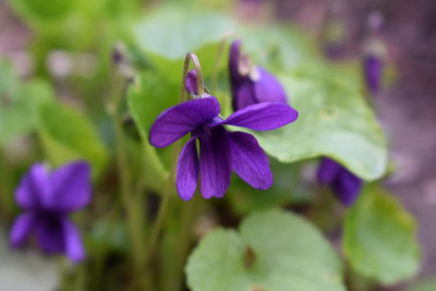 märz 19 blüten 012.JPG