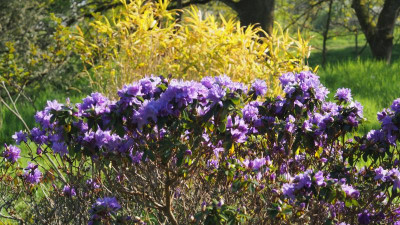 blaue Rhododendren P4240974.JPG