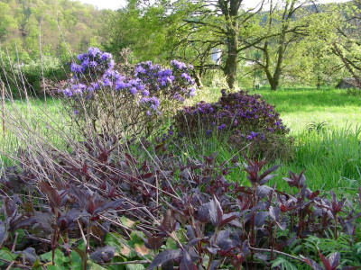 blaue Rhododendron vor grün austreibender Eiche DSCN7830.JPG