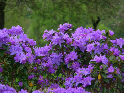 Rhododendron blau DSCN5515.JPG