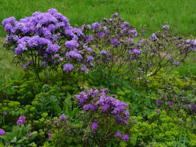 Blaue Rhododendren DSCN2116.JPG