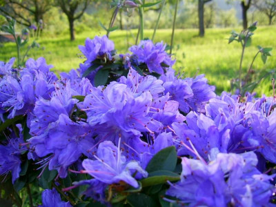 Rhododendron augustinii PIC_0480.JPG