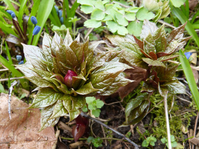 2019-03-22 Paeonia mairei.jpg