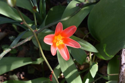 altes bienenhaus, blüten märz 19 014.JPG