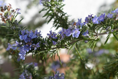 märz 19 blüten 016.JPG