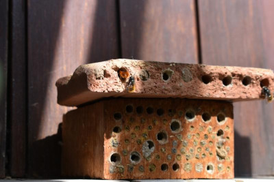altes bienenhaus, blüten märz 19 004.JPG