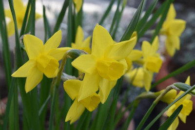 altes bienenhaus, blüten märz 19 009.JPG